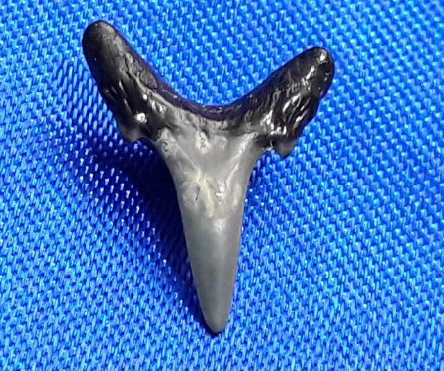 Carcharias acutissimus (AGASSIZ 1843) - Bild © FossNet FossilienStore